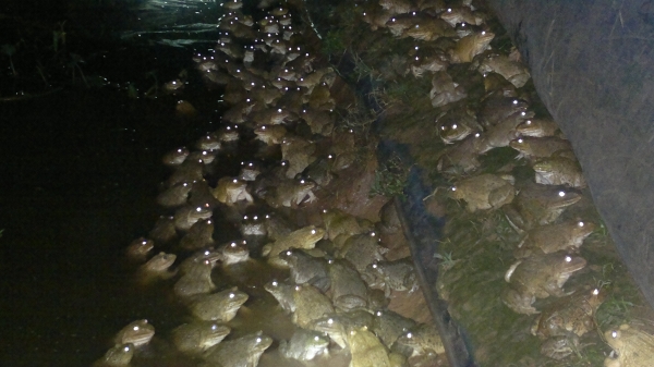 ขายรถแทรคเตอร์ D 20P-5 KOMATSU