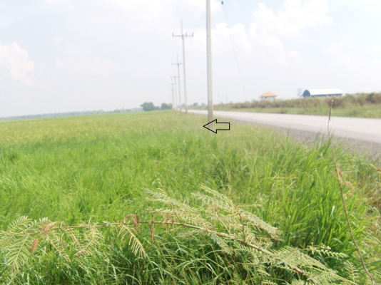 ขายที่ดิน 30 ไร่ มีโฉนด