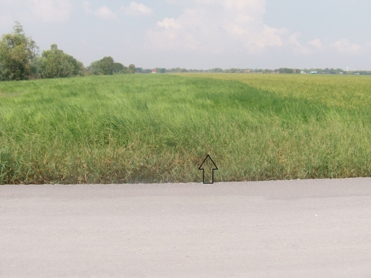 ขายที่ดิน 30 ไร่ มีโฉนด
