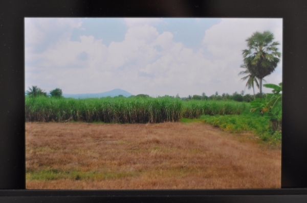 ขายถูก ถึงวันที่  11 พค 56 นี้ ที่ดินเนื้อที่ 21 ไร่ 29 ตารางวา อยู่ห่างจากตลาด อ.บ่อทอง เพียง 800 ม.