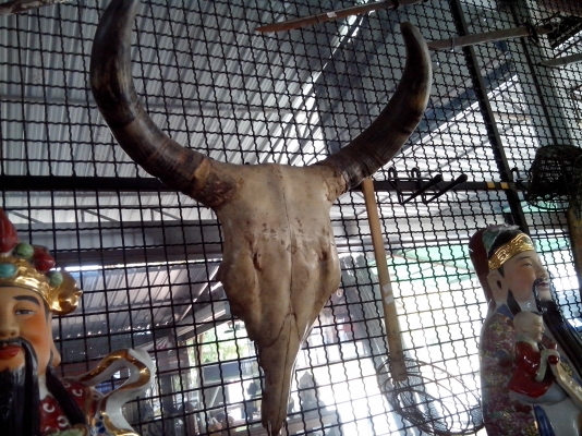 ขายเขากระทิง