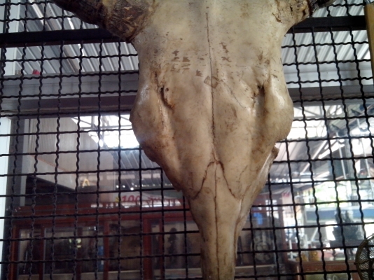 ขายเขากระทิง