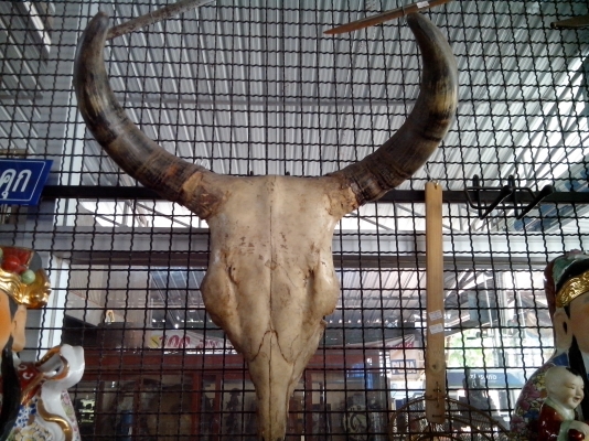 ขายเขากระทิง