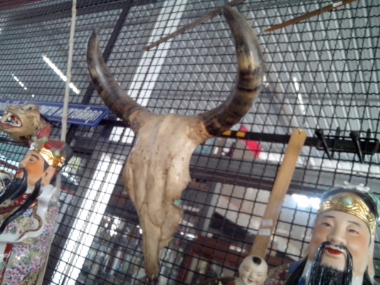 ขายเขากระทิง