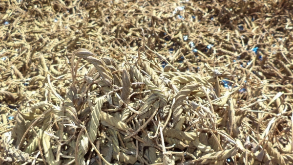 ปอกะบิด พิชิต เบาหวาน หมดปัญหา โรคใต โรคความดัน โรคอ้วน ด้วยสมุนไพร จากป่าราชบุร (ปากท่อ)