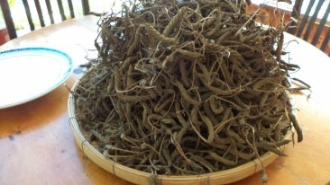 ปอกะบิด พิชิต เบาหวาน หมดปัญหา โรคใต โรคความดัน โรคอ้วน ด้วยสมุนไพร จากป่าราชบุร (ปากท่อ) ปอกะบิด พิชิต เบาหวาน หมดปัญหา โรคใต โรคความดัน โรคอ้วน ด้วยสมุนไพร จากป่าราชบุร (ปากท่อ)