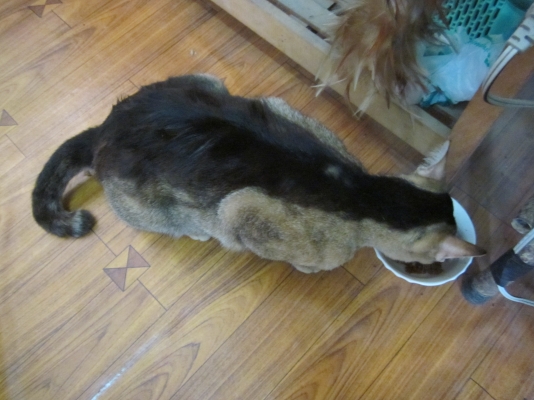 ขายหรือแลกเจทสกี 65000