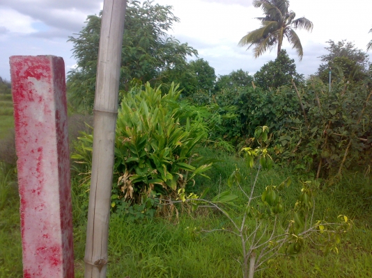 ที่ดินพร้อม บ้าน 2งาน 56 ตารางวา