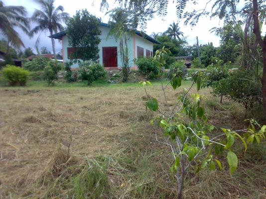 ที่ดินพร้อม บ้าน 2งาน 56 ตารางวา