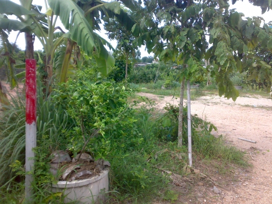 ที่ดินพร้อม บ้าน 2งาน 56 ตารางวา