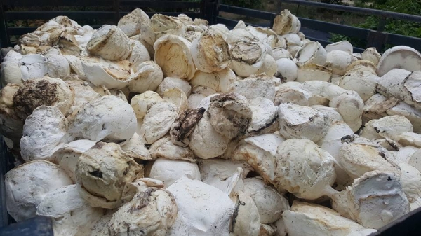 แหล่งรวมรถโฟล์คลิฟท์งาเทอิ้งค์ฟอร์คงากระดกเทได้ งาคว่ำหงาย ตักยางพาราตักยางก้อนยางถ้วยและขี้ยาง-