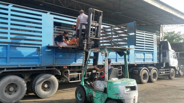tractor-backhoe จัดส่ง เครื่องตบดินให้ลูกค้า ที่ขนส่งหาดใหญ่ชัยกาญจน์ แถวพุทธมณฑล สาย 4 เรียบร้อยแล้