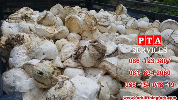 แหล่งรวมรถโฟล์คลิฟท์งาเทอิ้งค์ฟอร์คสำหรับตักยางก้อนยางพาราและยางถ้วยขี้ยาง081-8342060 แหล่งรวมรถโฟล์คลิฟท์งาเทอิ้งค์ฟอร์คสำหรับตักยางก้อนยางพาราและยางถ้วยขี้ยาง081-8342060