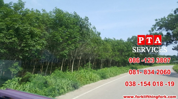 แหล่งรวมรถโฟล์คลิฟท์งาเทอิ้งค์ฟอร์คสำหรับตักยางก้อนยางพาราและยางถ้วยขี้ยาง081-8342060 แหล่งรวมรถโฟล์คลิฟท์งาเทอิ้งค์ฟอร์คสำหรับตักยางก้อนยางพาราและยางถ้วยขี้ยาง081-8342060