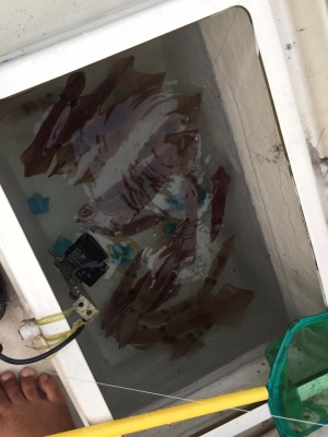 เรือนิสสัน ขนาด17ฟุต เครื่อง50แรงทริมไฟฟ้า