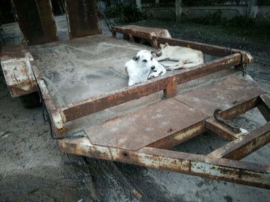 ขายเทเลอร์ลากรถเกี่ยวข้าวเหล็กหนา 4 นิ้ว