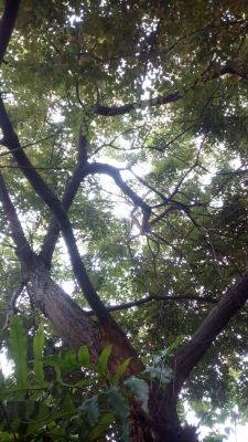 ขายกิ่งไม้พยูง