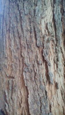 ขายกิ่งไม้พยูง