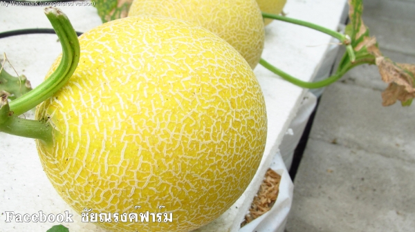 CATERPILLAR รุ่น 5MD-140G