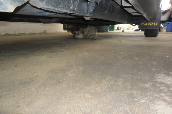 ขาย กระบะแค็ป มังกรทอง 2.5 ปี33/90 87HP เครื่องมังกร2.5ไดเร็กฯแห้งๆ แน่นดี ภายในสวยคอนโซลครบ แอร์ พ.ธรรมดา สีสวย(เก็บมา)ช่วงล่างไม่ส่าย ไม่เลื้อย ยางดี คัสซีสวยมาก พื้นปูกระบะ ล้อแม็ก พร้อมใช้ พร้อมลุยงาน ราคาต่อรองได้ครับ