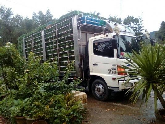 Hino 175/51  คาร์โก้  ติดต่อ  080-1405528