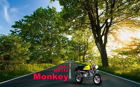 โปรโมชั่นใหม่ที่แสนจะพิเศษ ลดราคาพิเศษ มังกี้ กอลิล่า เดิม!!+สีสันโดนใจ จัดโปรลดพิเศษ ราคาเริ่มที่..