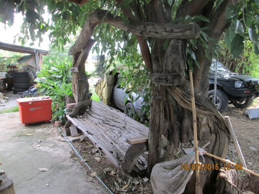 ขายครับ ราคาถูกๆครับ ไม้ทั้งต้นครับ สนใจ 081-585-6957 ขายครับ ราคาถูกๆครับ ไม้ทั้งต้นครับ สนใจ 081-585-6957