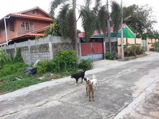 ขายที่ดินราคาถูก50ตร.วาในซอยหทัยราษฏร์ 37 ขายที่ดินราคาถูก50ตร.วาในซอยหทัยราษฏร์ 37