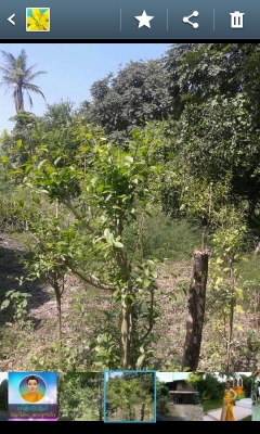 ขายบ้านพร้อมที่ดินโฉนด878ตารางวา