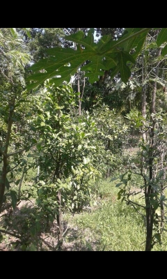 ขายบ้านพร้อมที่ดินโฉนด878ตารางวา