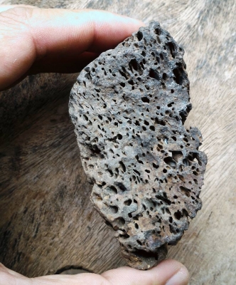 ไม้กลายเป็นหิน 1 ชิ้นขนาดกลาง ยุคเก่าโบราณ ควรค่าในการเก็บสะสม