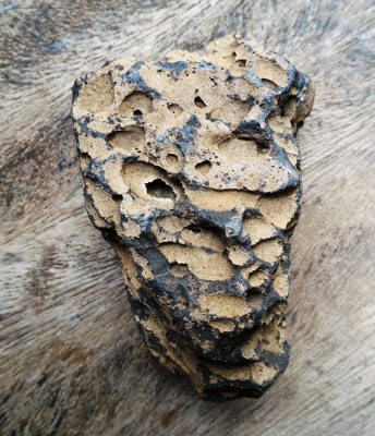 ไม้กลายเป็นหิน 1 ชิ้นขนาดกลาง ยุคเก่าโบราณ ควรค่าในการเก็บสะสม