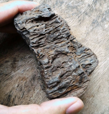 ไม้กลายเป็นหิน 1 ชิ้นขนาดกลาง ยุคเก่าโบราณ ควรค่าในการเก็บสะสม