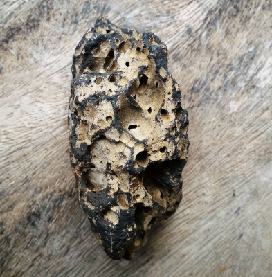 ไม้กลายเป็นหิน 1 ชิ้นขนาดกลาง ยุคเก่าโบราณ ควรค่าในการเก็บสะสม