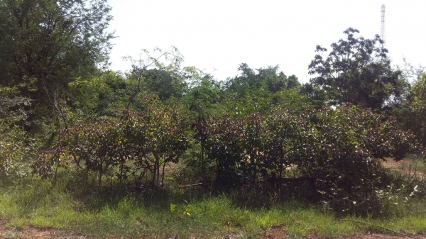 ขายที่ดินใน อ.ตาพระยา จ.สระแก้ว ขายที่ดินใน อ.ตาพระยา จ.สระแก้ว