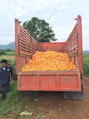 NPR115ดั้ม กะบะเหล็กคอกเกษตร. ช่วงล่างเอฟ พวงมาลัยพาวเวอร์