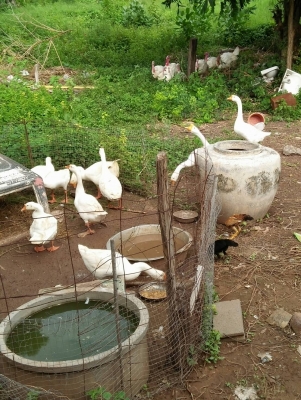 ขายห่านขาว และ ไก่งวงขาว (สมอไวท์) พ่อแม่พัน คู่ละ 1900 0816278866