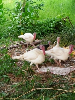 ขายห่านขาว และ ไก่งวงขาว (สมอไวท์) พ่อแม่พัน คู่ละ 1900 0816278866
