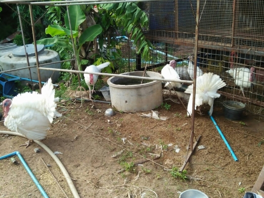 ขายห่านขาว และ ไก่งวงขาว (สมอไวท์) พ่อแม่พัน คู่ละ 1900 0816278866
