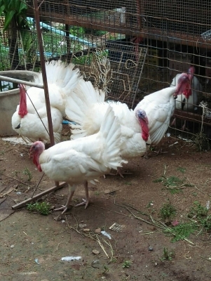 ขายห่านขาว และ ไก่งวงขาว (สมอไวท์) พ่อแม่พัน คู่ละ 1900 0816278866