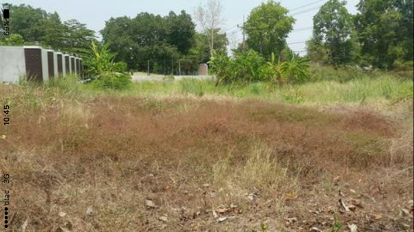 ขายที่ดินถมแล้วติดถนนใหญ่สายหลัก230ตารางวาขาย890000 ขายที่ดินถมแล้วติดถนนใหญ่สายหลัก230ตารางวาขาย890000