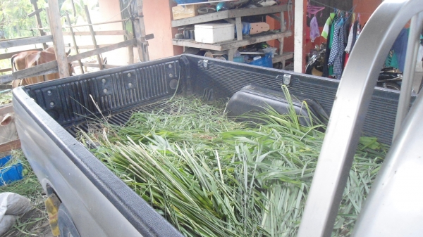 ขายมิตรซู L 200 สตาด้าครับ คัซซีสวย ขุดแอร์ครบ เอกสารทะเบียนพร้อมโอน ขายมิตรซู L 200 สตาด้าครับ คัซซีสวย ขุดแอร์ครบ เอกสารทะเบียนพร้อมโอน