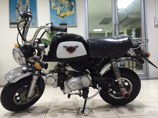 ขายกอลิล่าสีดำ