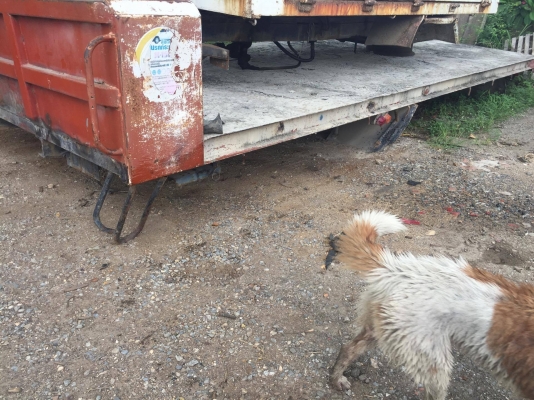 ขายกะบะพื้นเรียบ คัทซี กว้าง86 ยาว6เมตร