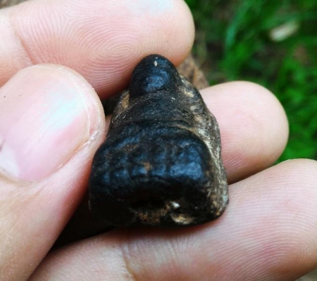 หลวงปู่ทวด พิมพ์พระรอด เนื้อว่านเก่าคราบเก่า ควรค่าน่าสะสม พระหิ้งพระบ้าน