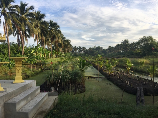 สวนมะพร้าวน้ำหอมพันธุ์ดั้งเดิมสามพรานอายุ 1 ปี บนพื้นที่เกือบ 2 ไร่ อ่านรายละเอียดด้านในครับ
