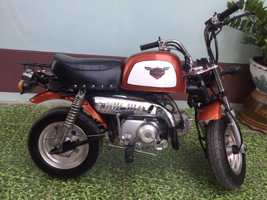 ขายกอลิล่าสีส้ม ขายกอลิล่าสีส้ม