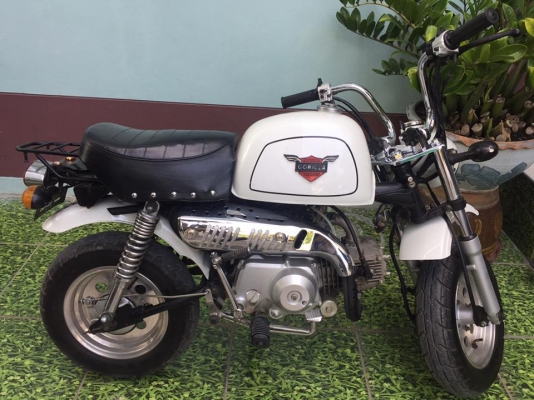 ขายกอลิล่าสีขาว ขายกอลิล่าสีขาว