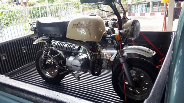 กอลิล่า สีครีม