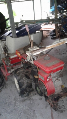 เกี่ยวเกี่ยวข้าว แบบมัด